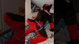 Rex Wagging Their Tail Fursuit S