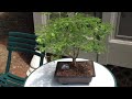 brazilian raintree