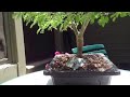 brazilian raintree
