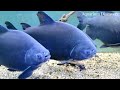 Видео Харьковский океанариум Немо - Черный Паку Colossoma Brachypomus