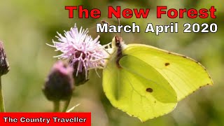 The New Forest in March and April 2020