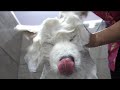 Most difficult job I've ever done | Samoyed Dog