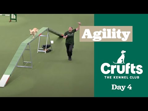 Agility Championships – Small/Medium (Agility) - Part Two | ​Crufts 2025