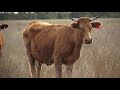 जानवरों को ये दुनिया कैसी दिखती है How Animals see the World