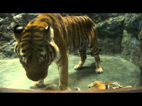 お母さんにじゃれつく かわいい虎 （ トラ ） の子供 in 日本平動物園．MP4