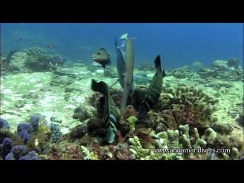 the word diving