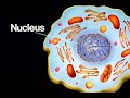 understanding electrostatics with Nadia