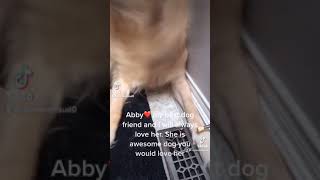 My Dog Abby She Died On April 7 2021
