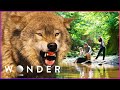 Family Vacation Goes Horribly Wrong After Savage Wolf Attack | Wonder