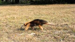 Southern Tamandua