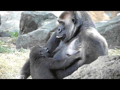 2011年6月28日の上野動物園のゴリラの母子。Mom and cute baby gorilla Komomo．