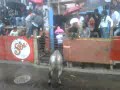 HUAMANTLADA 2012 CORNADA DE TORO IMPRESIONATE.3GP