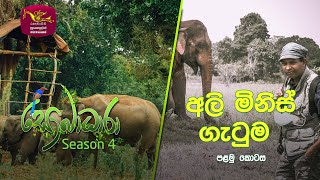 Sobadhara - Sri Lanka Wildlife Documentary | 2021-11-26 | Elephant vs Man