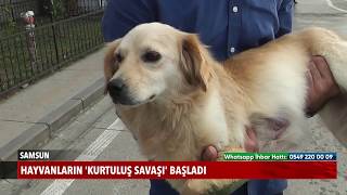 Hayvanların Kurtuluş Savaşı Başladı