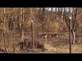 Őzek Gyulán a Kisökörjárási erdőszélen 2019.02.26 - án