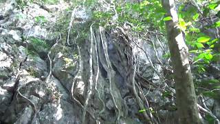 Сила Жизни: Дерево Растет Сквозь Камень - Tree Grows Through The Stone - Acoustic Symphony - 02
