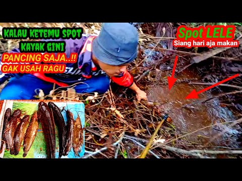 Gak usah ragu kalau ketemu spot seperti ini.." Mancing Lele dan Gabus"