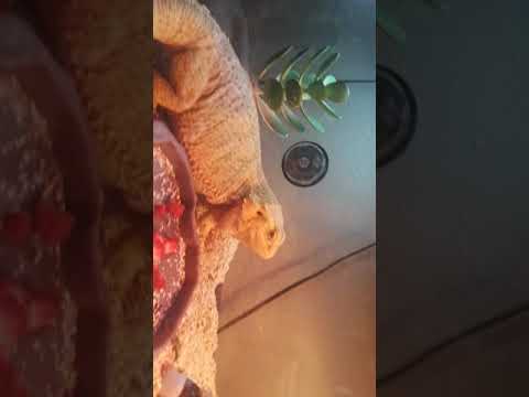 How to feed/ take care of your bearded dragon