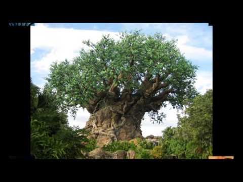 The Six Disney Resorts Around The World