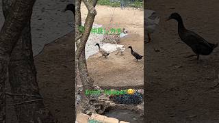 仲良しカモ Bebek Lucu