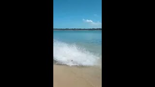 Sharks Team Up To Chase Crocodile Out Of The Water