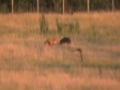 Fox family 2