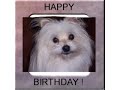 A Happy Birthday Song For Dog Lovers - Happy Birthday ecards - Birthday Greeting Cards A Happy Birthday Song For Dog Lovers - Happy Birthday ecards - Birthday Greeting Cards
