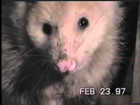 Germany celebrity crosseyed opossum Heidi predict Oscars BUT US Opossums 