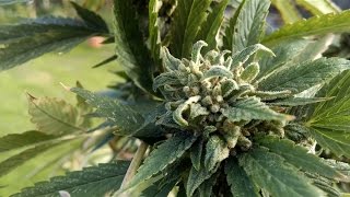 The Soil King Presents Episode 21- Boosting Yields With Supreme Growers