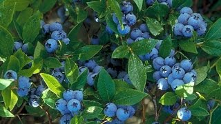 How to grow Blueberries How to grow Blueberries