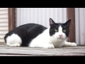 猫まくら色々 元気ver.-Different Types of Cat Pillows-