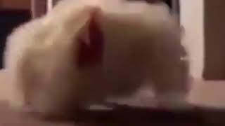 Chicken Charging Towards Camera Dark Souls Boss Meme - You Died