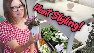 Plant Styling My New Plant Stand Houseplant Display African Violets