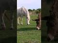 #horse #donkey