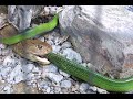 cobrasnake