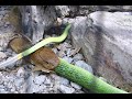 cobrasnake