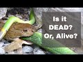 King Cobra Snake Eating Red Tailed Racer Snake - Closeups