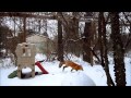 Send RonRon the fox all the snow