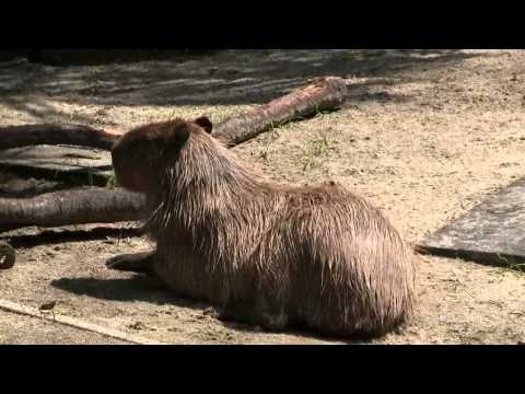 カピバラ　（東山動植物園編）元気になりました！