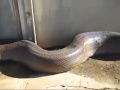 a big snake's sudden attack