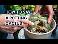 SUCCULENT CARE TIPS | HOW TO SAVE A ROTTING CACTUS | CACTI TROUBLESHOOTING
