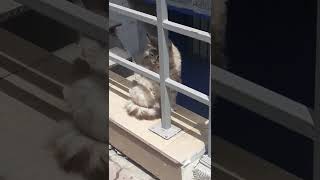 Ka Abone Olmayanları Dövecek Olan Kedi