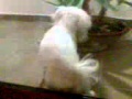 cane che scopa