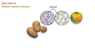 Biologiya 6-Cı Sinif 13. Bitkinin Ötürücü, Əsas Və Ifrazat Toxumaları