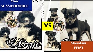 Mini AUSSIEDOODLE VS Mountain FEIST puppies
