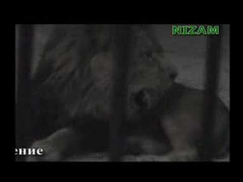 Lion Roars Allah Miracles of miracles of allah. Lion Roars Allah Miracles of