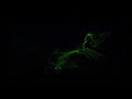 Light Painter Alex Dowis Makes An EMOTIONAL Tribute To First Responders - America's Got Talent 2019