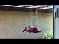 Three Hummingbirds having a great time at the water cooler