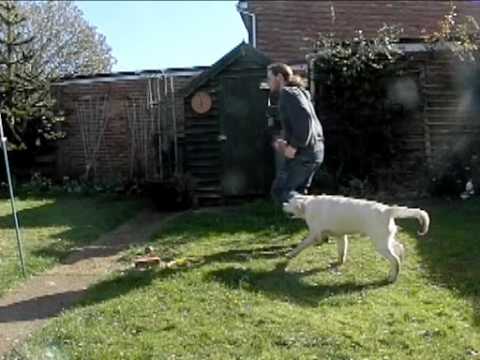 golden retriever puppy running. golden retriever pup#39; in