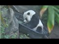 2012-11-19 Gao Gao: A Day in the (Tub of) Hay
